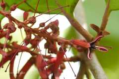 Helixanthera obtusata